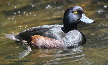 Scaup