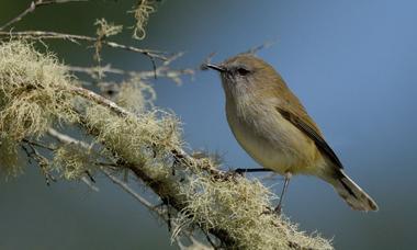 Grey warbler