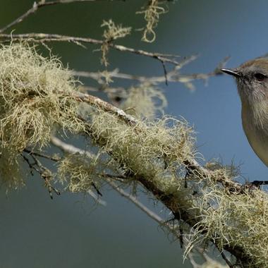 Grey warbler