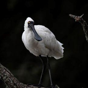 Royal spoonbill