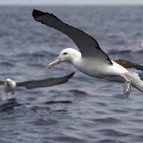 Northern Royal Albatross