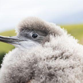 Hutton's shearwater