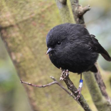 Black robin
