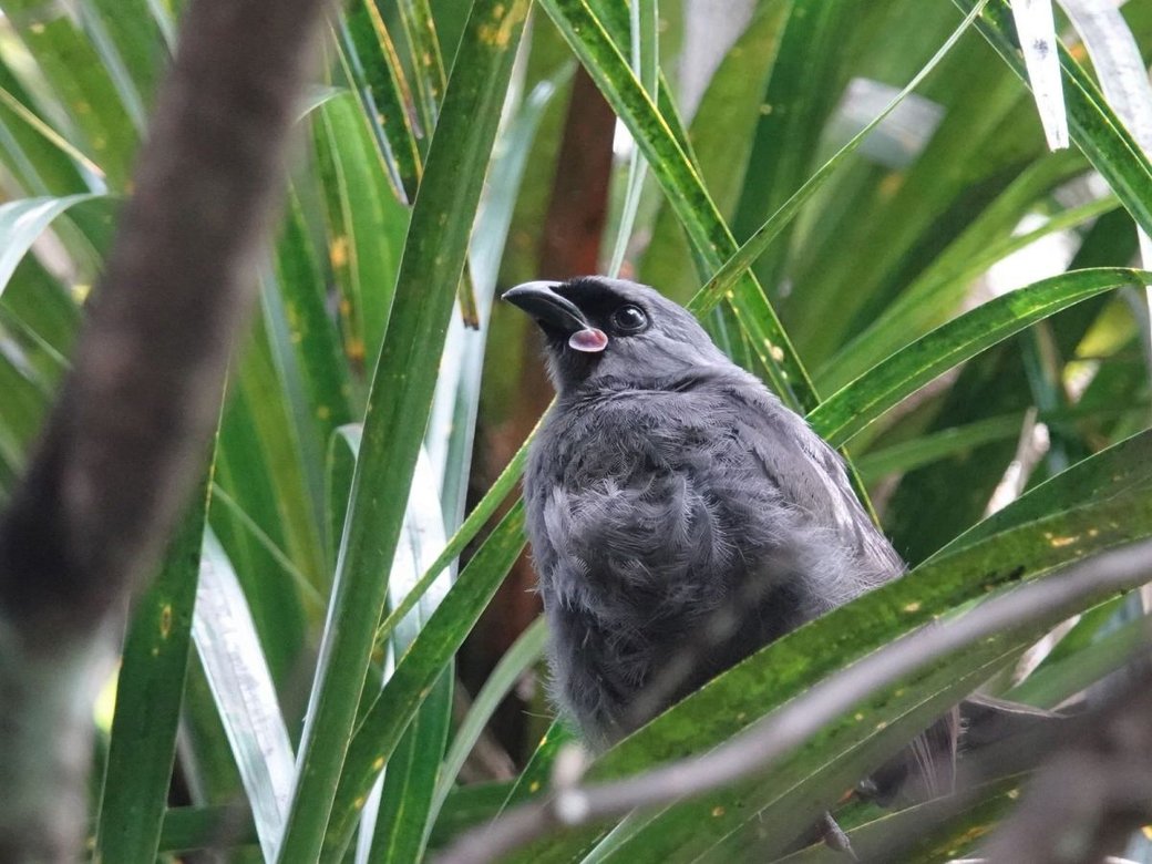 South Island kōkako