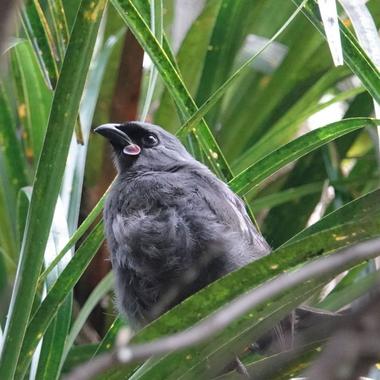 South Island kōkako