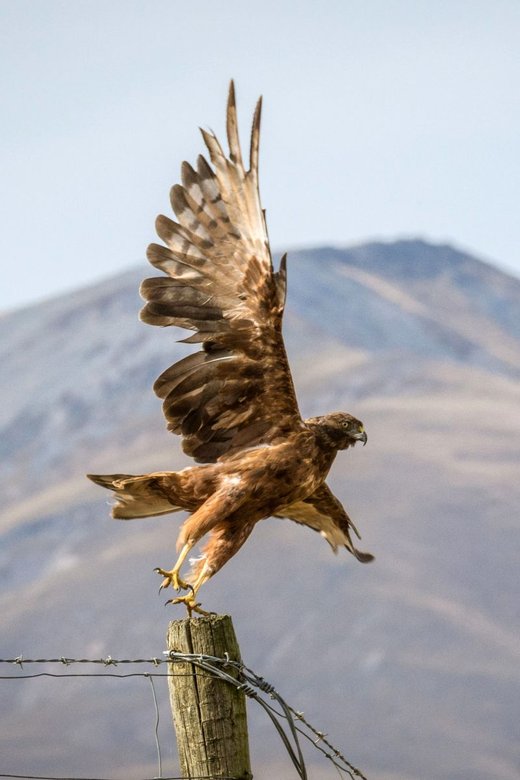 Harrier