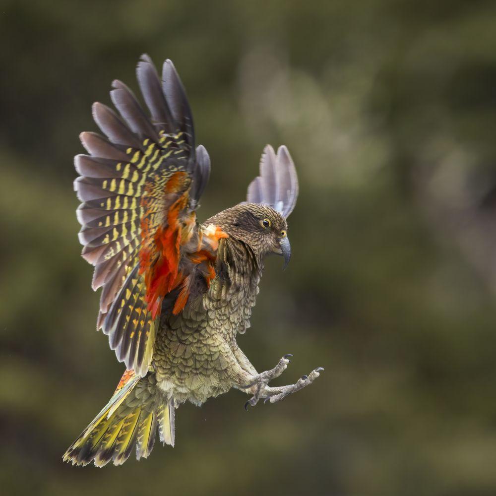 Kea