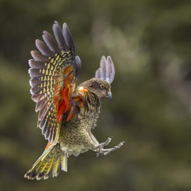 Kea