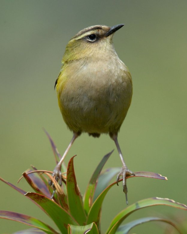 Rock wren