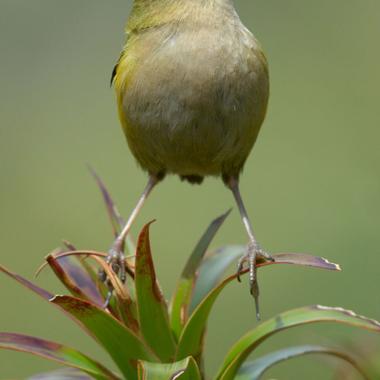 Rock wren