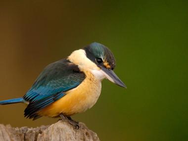 Kingfisher