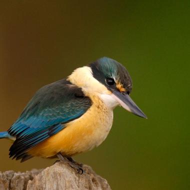 Kingfisher