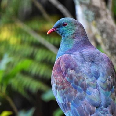 Kererū