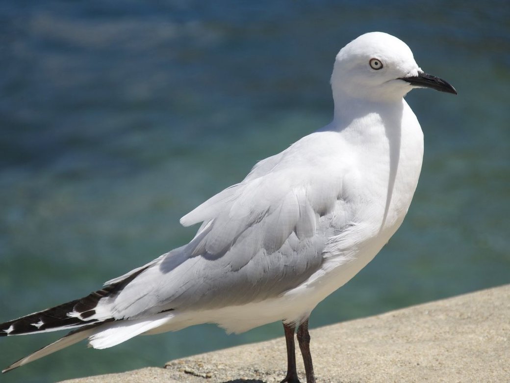 Black-billed gull