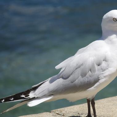 Black-billed gull