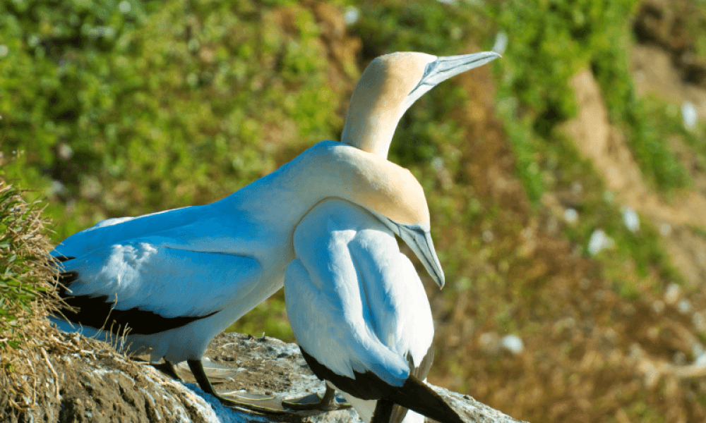 Australasian gannet