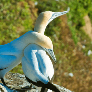 Australasian gannet