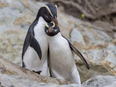 Fiordland crested penguin