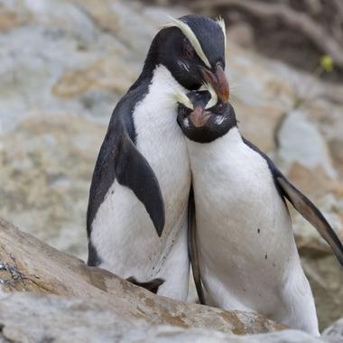 Fiordland crested penguin