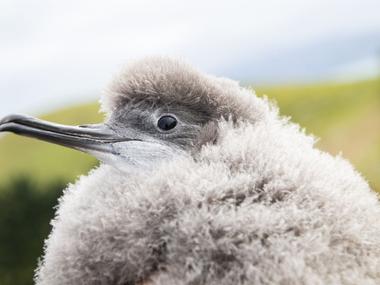 Hutton's shearwater