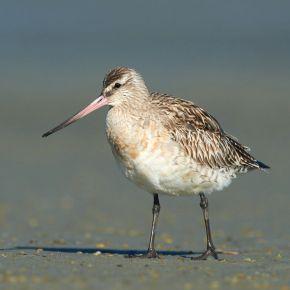 Bar-tailed godwit