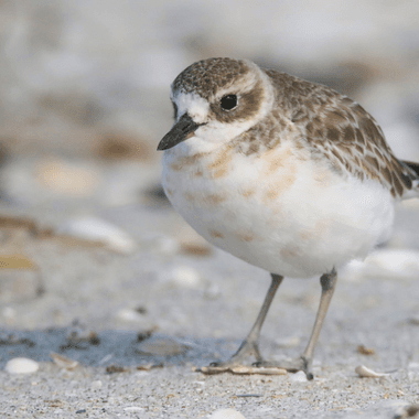 Northern New Zealand dotterel