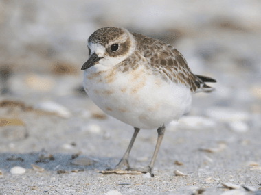 Northern New Zealand dotterel