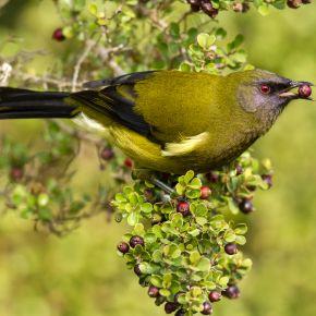 Bellbird