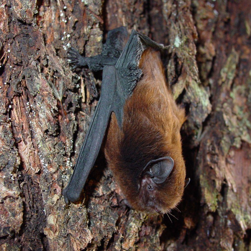 Long-tailed bat
