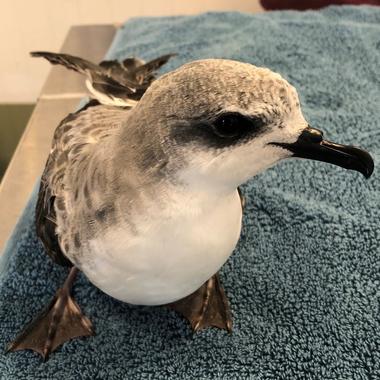 Cook's petrel