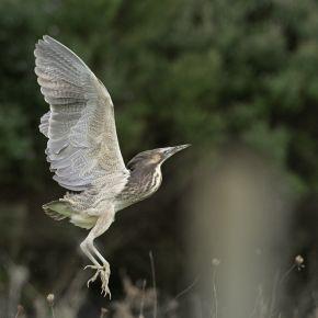 Australasian bittern