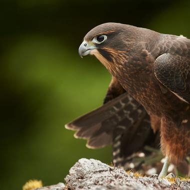 New Zealand falcon