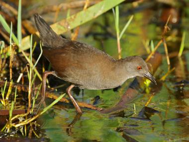 Spotless crake