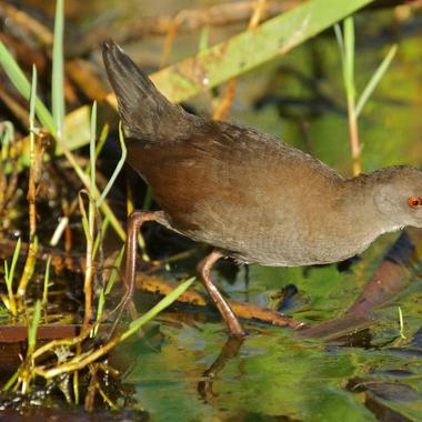 Spotless crake