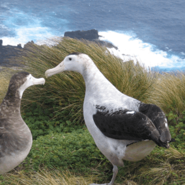 Antipodean albatross