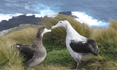 Antipodean albatross