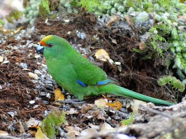 Orange-fronted parakeet