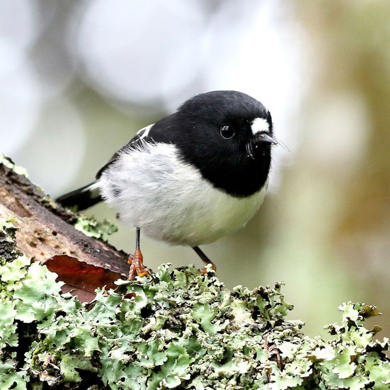 Tomtit