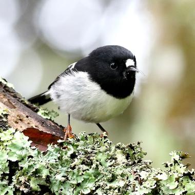 Tomtit