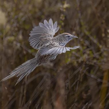 Fernbird