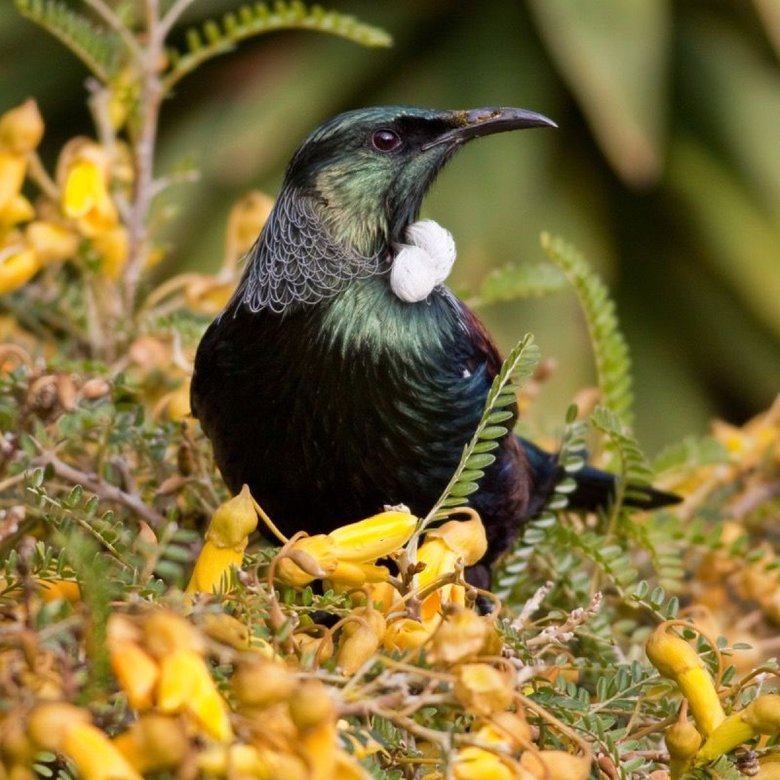 Tūī