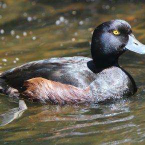 Scaup