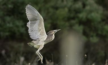 Australasian bittern