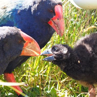 Takahē