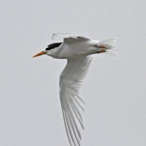 Fairy tern