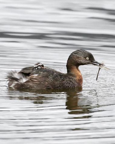 New Zealand dabchick