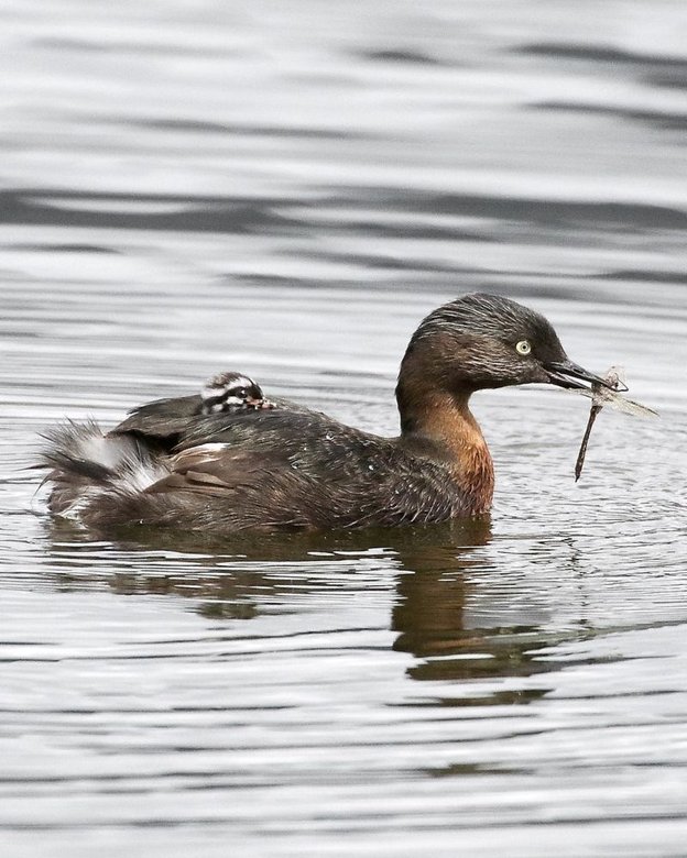 New Zealand dabchick