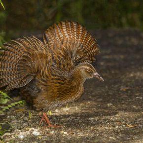 Weka