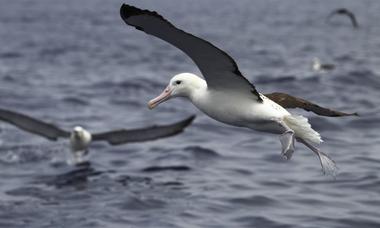Northern Royal Albatross
