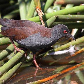 Spotless crake